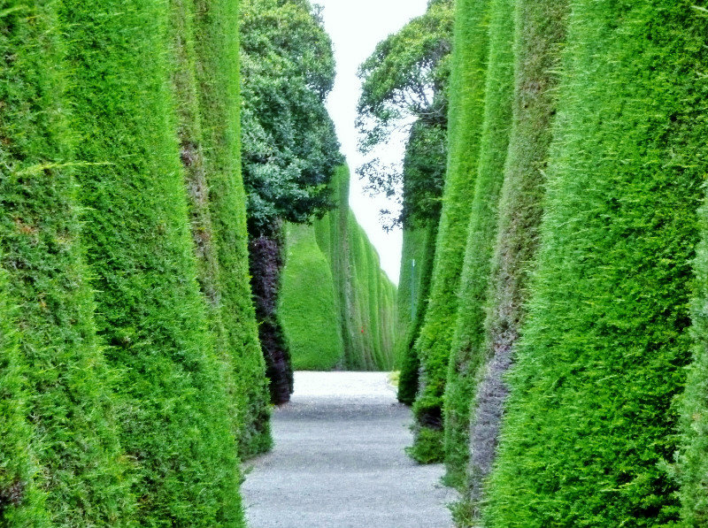 cemetery hedges into infinity--loved the wayward ones