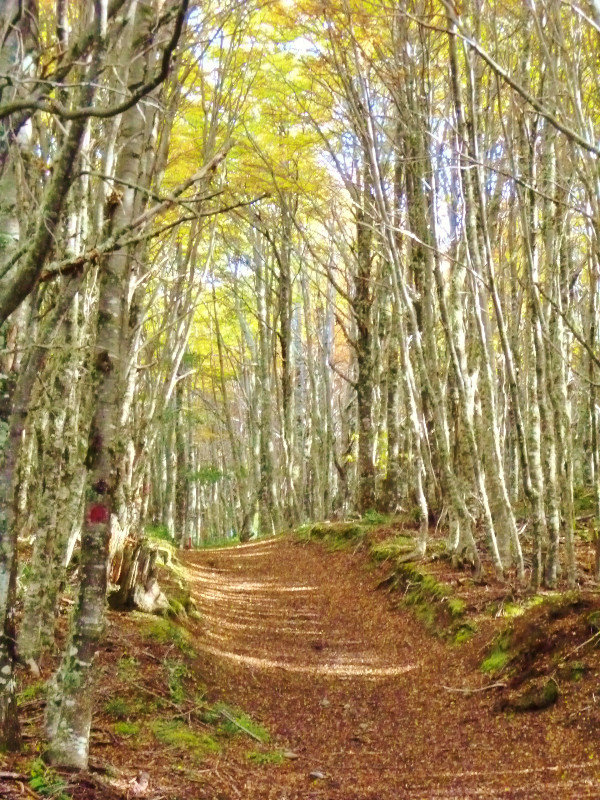 leafy path through forest
