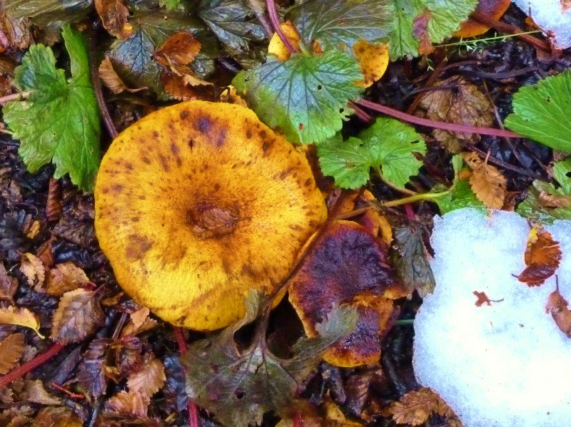 mushroom and snow