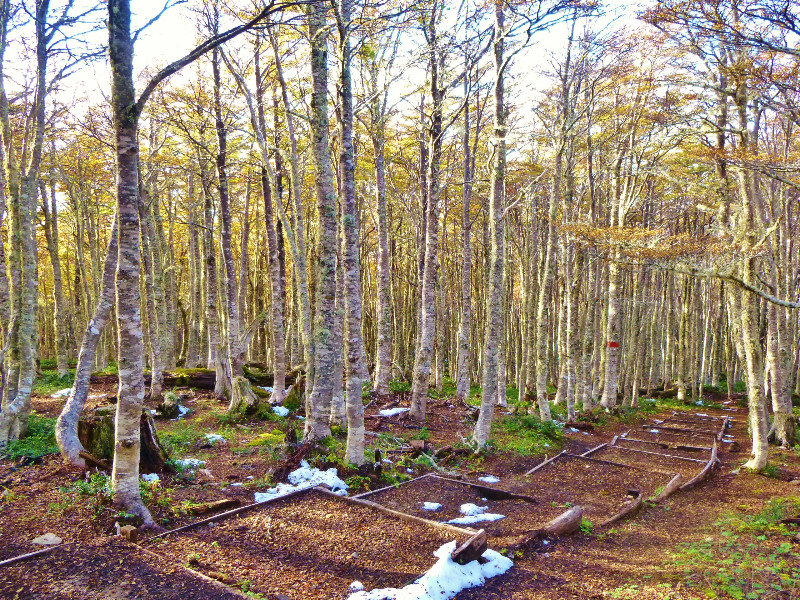 leaf-covered trail, nature reserve