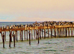 tons of cormorants on broken pier