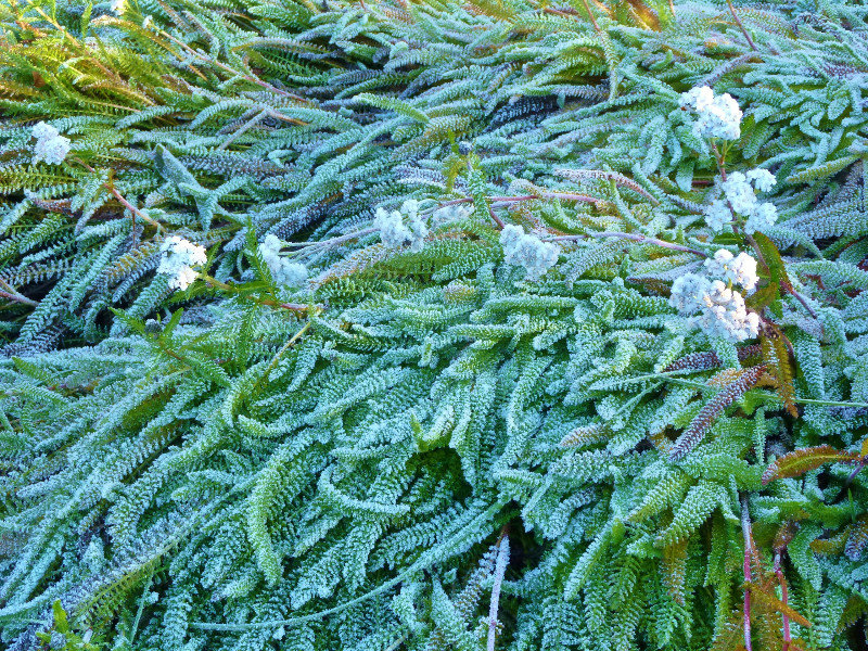 frost-dusted ferns and flowers
