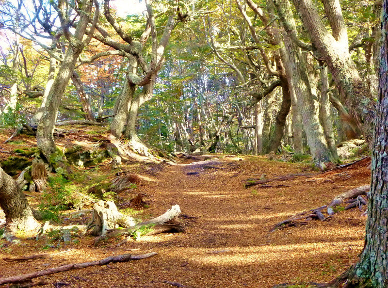 park trail with carpet of autumn leaves 