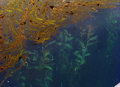 As above, so below--seaweed growing up and floating on the surface