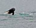a leaping sea lion