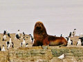 big daddy sea lion and cormorants in Beagle Channel
