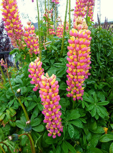 giant, 2-ft lupines