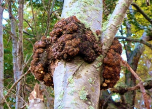 llao  llao, tree fungus eaten by the indigenous people, and the name of Bariloche's famous fancy hotel