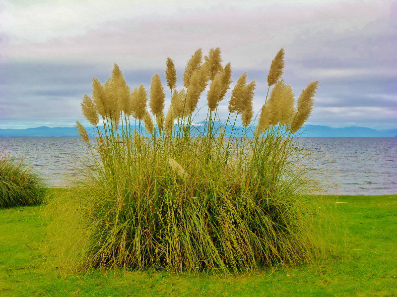 pampas grass along the long lake front promenade