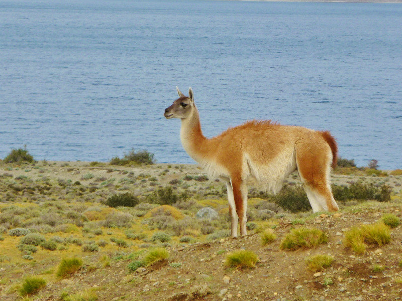 sweet guanaco