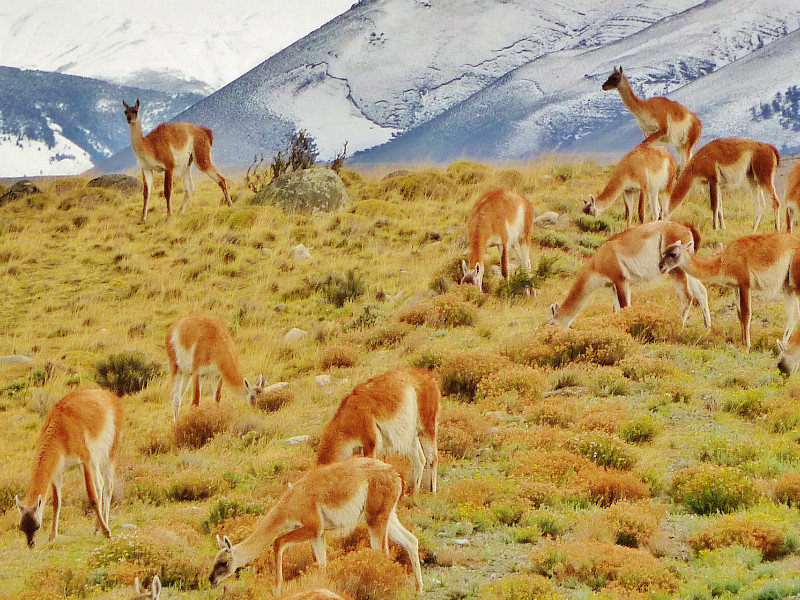 herd of guanacos
