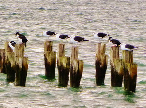 gulls and cormorants