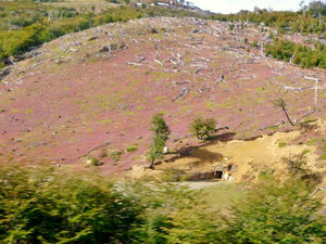 a mine with trees cut down--welcome to Chile