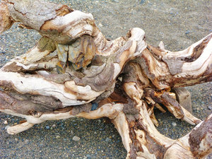 twisted driftwood on black, volcanic sand beach