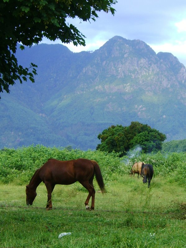 horses in meadow in front of forested mountains