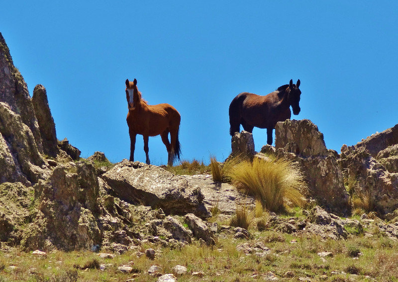 wild horses in mountains