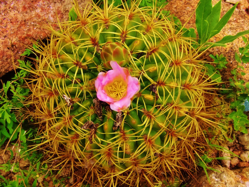 spring flowering cactus