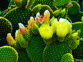 flowering nopal/tuna cactus