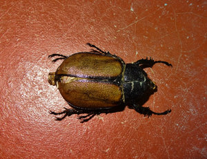 Giant, gorgeous beetle found under my bed