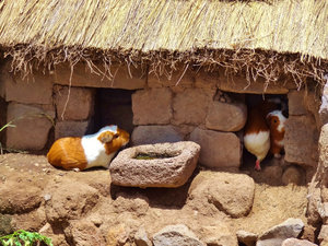Adorable guinea pigs in tourist-appropriate house