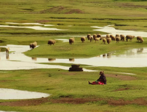 sheep and shepherd in lake-flooded fields