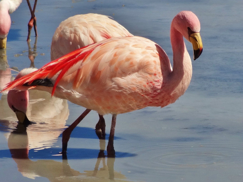 Rare James Flamingo, one of three types on the lakes