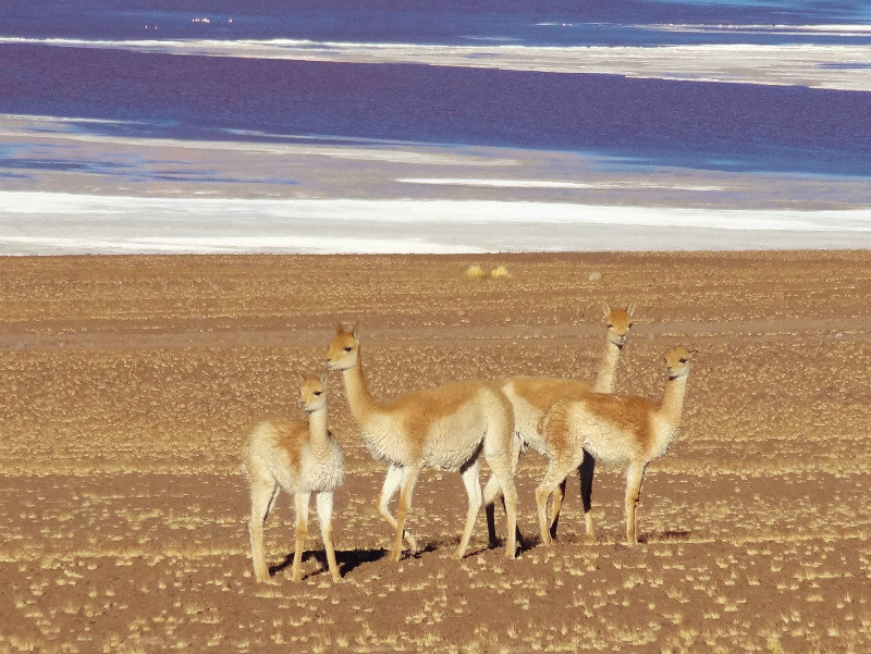vicunas--the smallest of the camelids