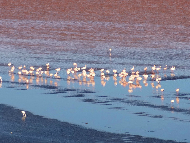 flamingos on Laguna Colorado