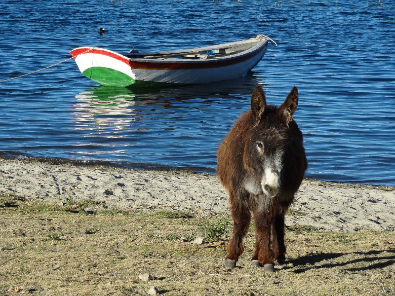 adorable donkey, one of the many animals hanging out on the beach
