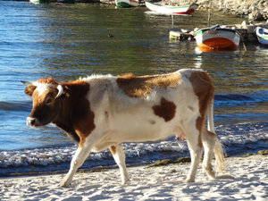 cow hanging out on the beach