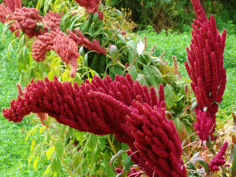 field of red quinoa