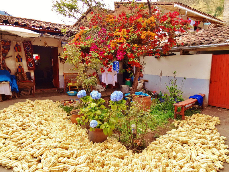 corn drying in a patio