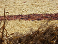 white and red corn drying in the sun