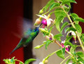 giant hummingbird at the Magic Hostel