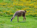  llama grazing in yellow flowers