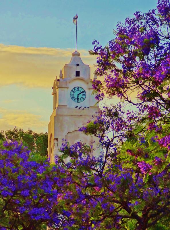  clock tower and jacarandas