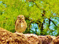 La Caroya owl