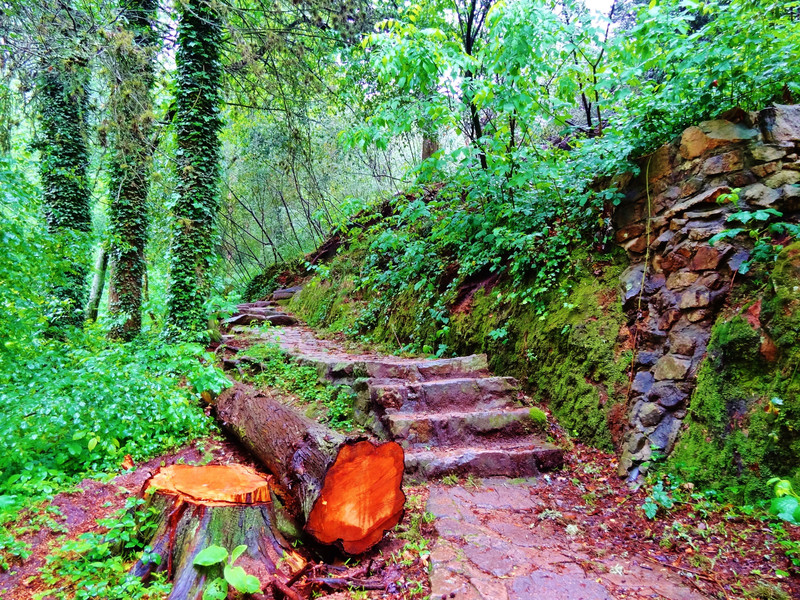 La Cumbrecita trail with fallen logs
