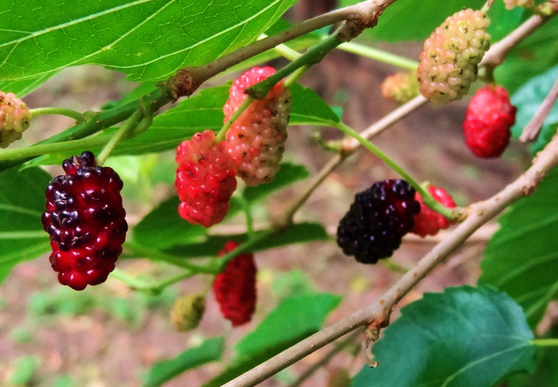 wild mulberries