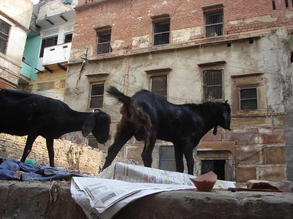 Varanasi Goats