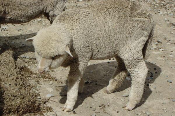 NZ Lamb