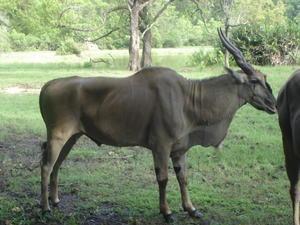 Antelope, Mumbasa