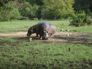 Hippo's Mumbasa