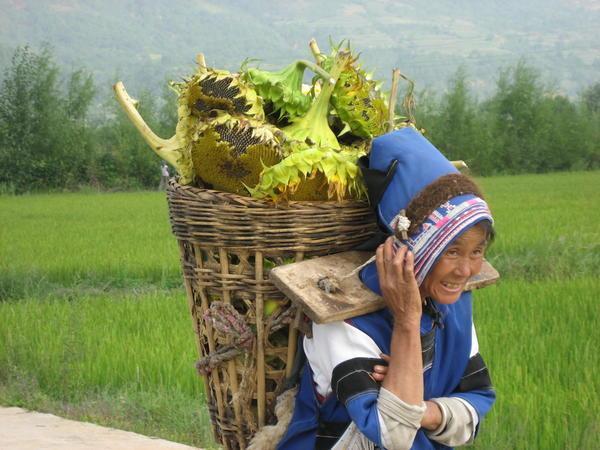 Bai woman after harvesting Sunflower Seeds
