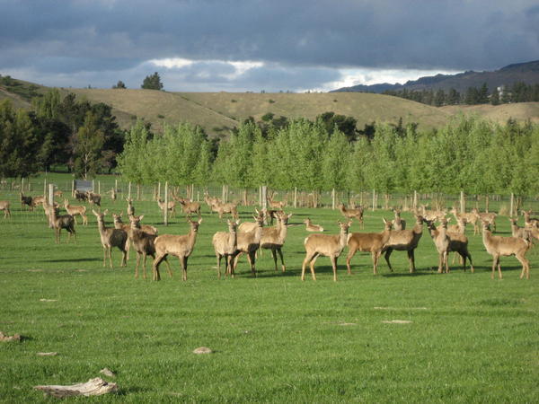 Farm of Deer