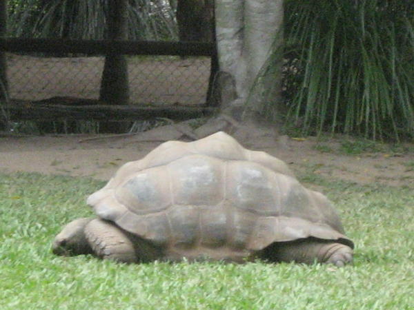 Huge Turtle