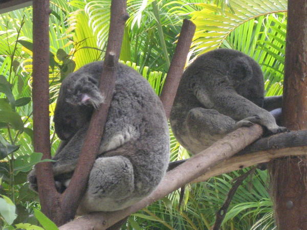 Koala's conserving their energy