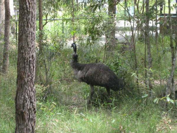 Enormous Emu