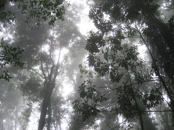 Dorrigo Rainforest 