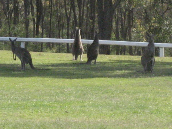 Kangaroos hanging out on a vineyard